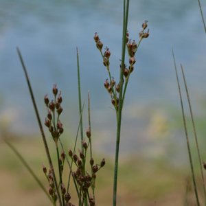 “PIERWSZE OZNAKI WIOSNY” - KONKURS FOTOGRAFICZNY